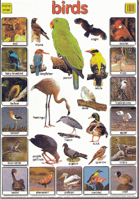 Mighty Minds BIRDS