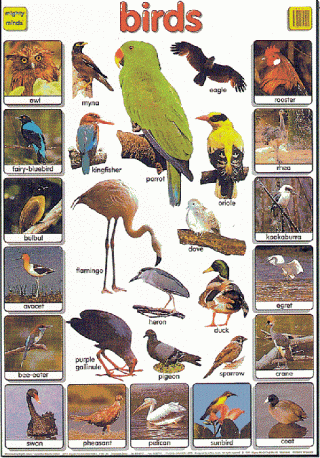 Mighty Minds BIRDS