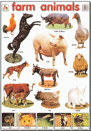 Mighty Minds FARM ANIMALS