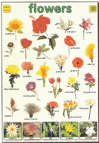 Mighty Minds FLOWER