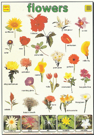 Mighty Minds FLOWER