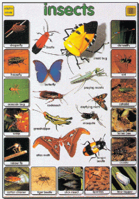 Mighty Minds INSECTS