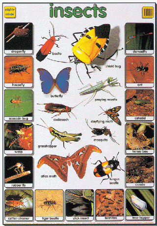 Mighty Minds INSECTS