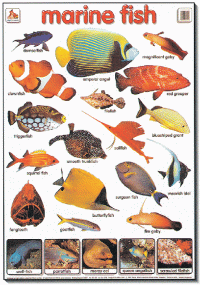 Mighty Minds Marine Fish