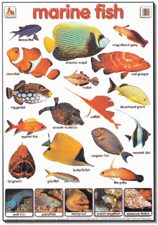Mighty Minds Marine Fish