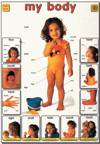 Mighty Minds MY BODY