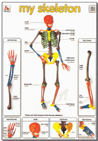 Mighty Minds MY SKELETON