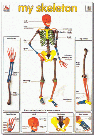 Mighty Minds MY SKELETON