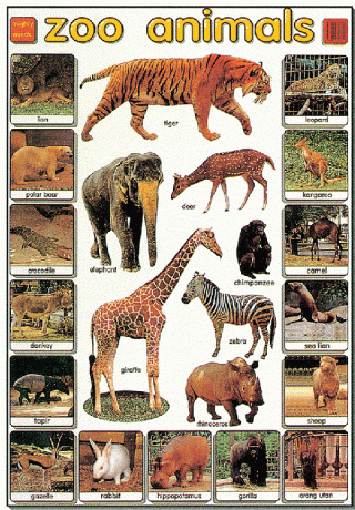 Mighty Minds ZOO ANIMALS