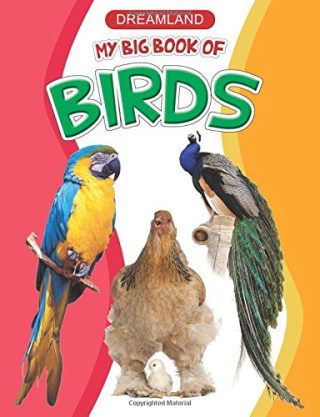Dreamland My Big Book of Birds