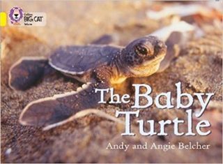 Collins Big Cat The Baby Turtle