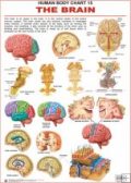 Dreamland The Brain (How My Body Works)
