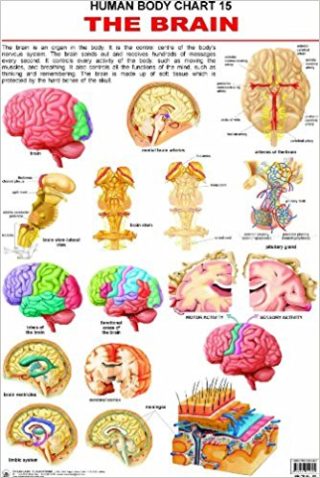 Dreamland The Brain