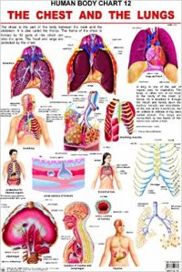 Dreamland The Chest & the Lungs
