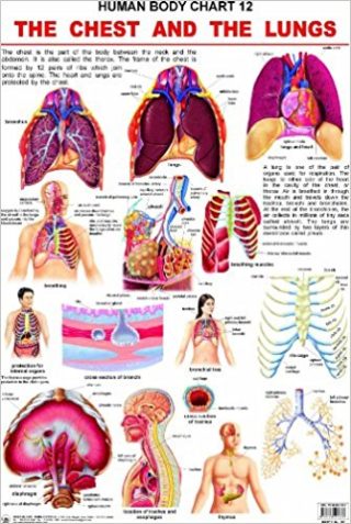 Dreamland The Chest & the Lungs