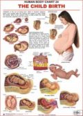 Dreamland The Child Birth