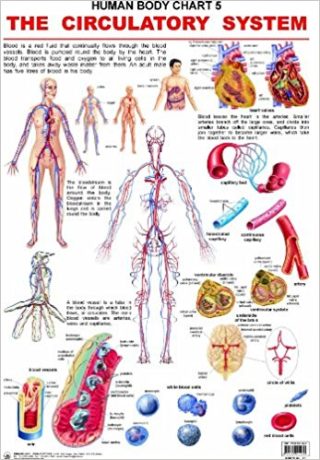 Dreamland The Circulatory System