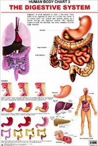 Dreamland The Digestive System