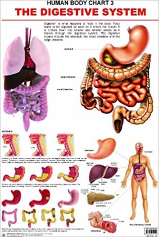 Dreamland The Digestive System