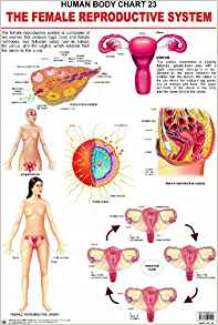 Dreamland The Female Reproductive System