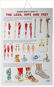 Dreamland The Hips, Legs & Feet