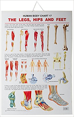 Dreamland The Hips, Legs & Feet
