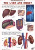 Dreamland The Liver (How My Body Works)