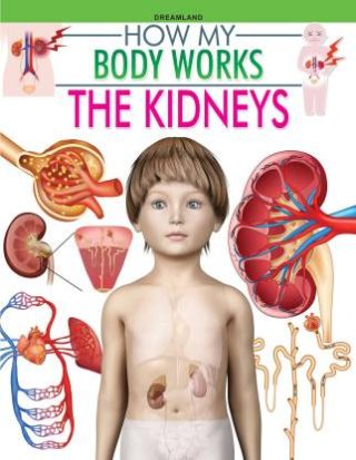 Dreamland The Kidneys (How My Body Works)