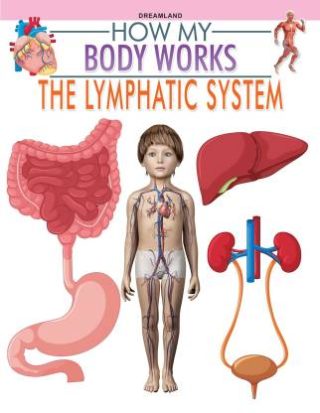 Dreamland The Lymphatic System (How My Body Works)