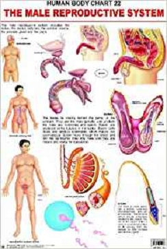 Dreamland The Male Reproductive System