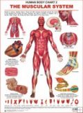Dreamland The Muscular System