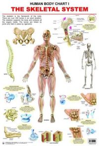 Dreamland The Skeletal System