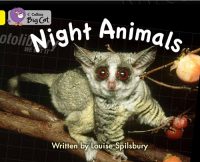 Collins Big Cat Night Animals
