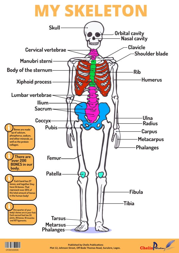 Chelis Publications My Skeleton